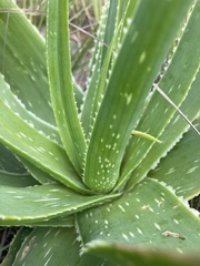 Aloe neilcrouchii