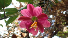 Passiflora tripartita mollissima