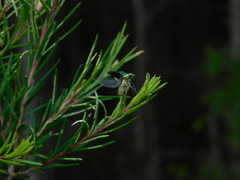 Diphucephala colaspidoides