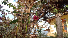 Passiflora tripartita mollissima