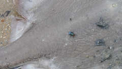 Pastinachus ater