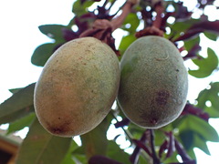 Passiflora tripartita mollissima