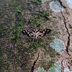 Rhimphalea heranialis