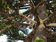 Tillandsia capillaris