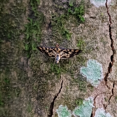 Rhimphalea heranialis