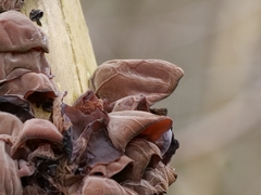 Auricularia auricula-judae