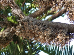 Tillandsia capillaris
