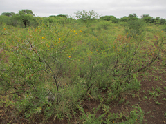 Vachellia