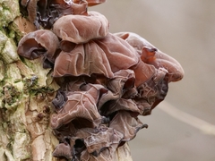 Auricularia auricula-judae