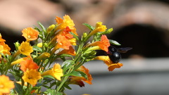 Xylocopa