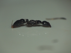Leptogenys diminuta