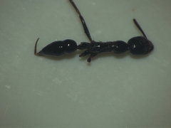 Leptogenys diminuta
