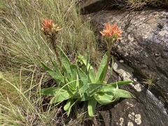 Aloe neilcrouchii