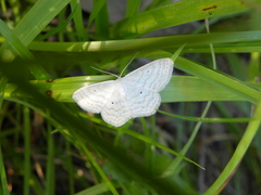 Scopula immutata