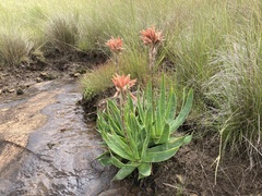 Aloe neilcrouchii