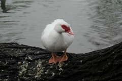 Cairina moschata domestica