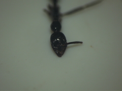 Leptogenys diminuta