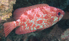 Priacanthus macracanthus