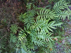 Blechnum montanum