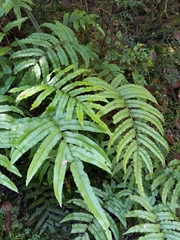 Blechnum montanum