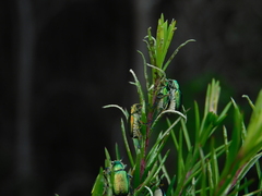 Diphucephala colaspidoides