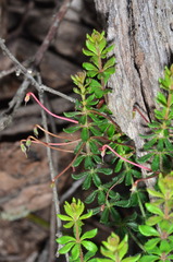 Tetratheca bauerifolia