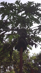 Carica papaya