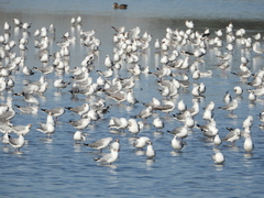 Chroicocephalus cirrocephalus