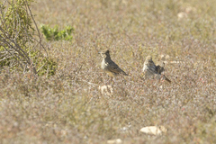 Galerida magnirostris magnirostris