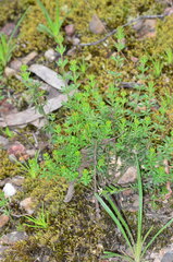 Tetratheca bauerifolia