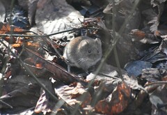 Clethrionomys glareolus