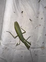 Trachymantis dentifrons