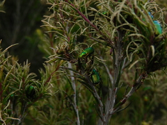 Diphucephala colaspidoides