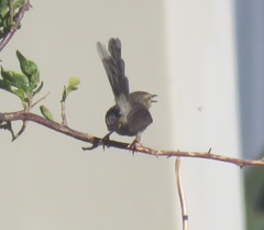 Prinia maculosa maculosa