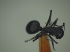 Camponotus radiatus