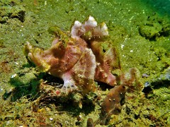 Rhinopias eschmeyeri