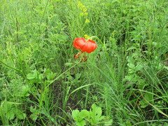 Lilium pumilum