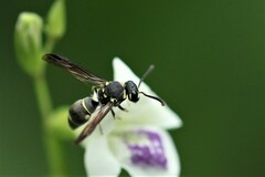Antepipona