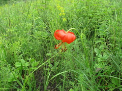 Lilium pumilum