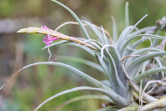 Tillandsia macbrideana