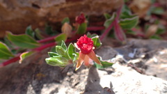 Oenothera multicaulis