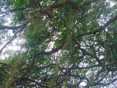 Rhipsalis lindbergiana