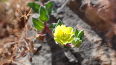 Oenothera multicaulis