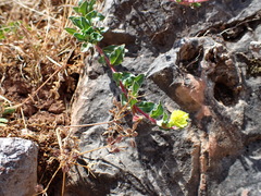 Oenothera multicaulis