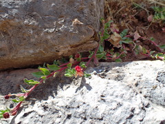 Oenothera multicaulis