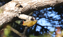Chloropicus griseocephalus