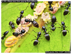 Technomyrmex brunneus