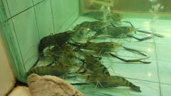 Macrobrachium rosenbergii