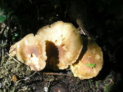 Lentinus substrictus