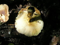 Lentinus substrictus